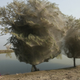 Illustration for article titled Why are these trees completely wrapped in spider webs?
